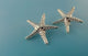 Starfish Ear Wire Earrings, Sterling Silver Starfish Earrings, Sea Star Earrings, Beach Design, Wedding Jewelry