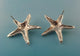 Starfish Post Earrings in Sterling Silver or Sea Star Earrings, Silver Starfish Earrings, Starfish Post Earrings