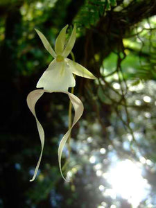 Ghost Orchid Bronze Sculpture with a Black Marble Base