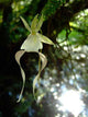 Ghost Orchid Bronze Sculpture with a Black Marble Base
